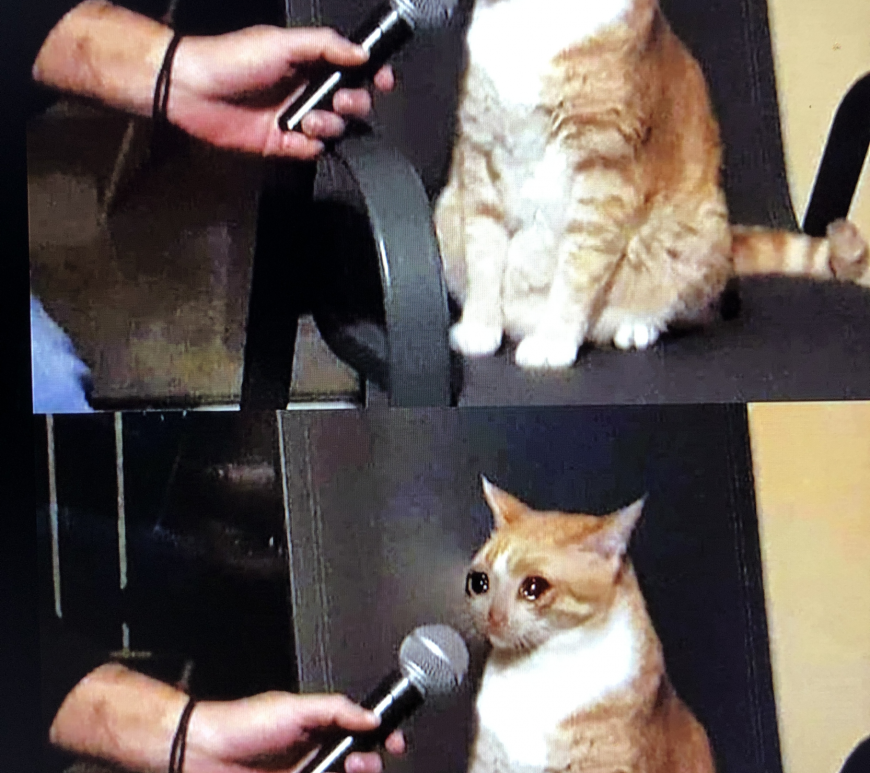 Звучащий юмор. Кот интервью. Кот интервью Мем. Уютненько Мем. Картинка интервью у кота.